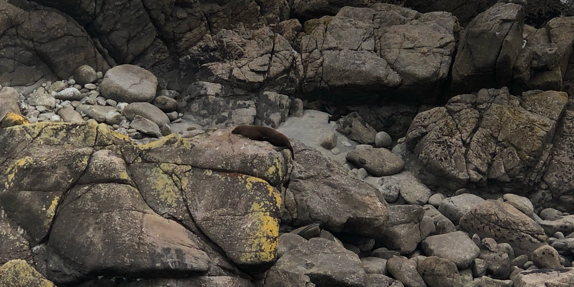 Seal Colony