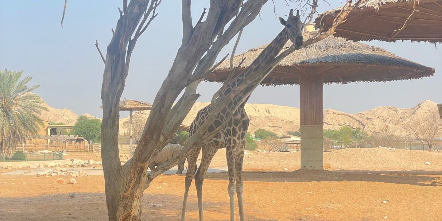 Al Ain Zoo